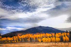 Aspens and Mt. Humphreys-.jpg